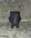 Krokmou